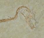 Leptolepides sprattiformis (BLAINVILLE 1818) - Bild © FossNet FossilienStore